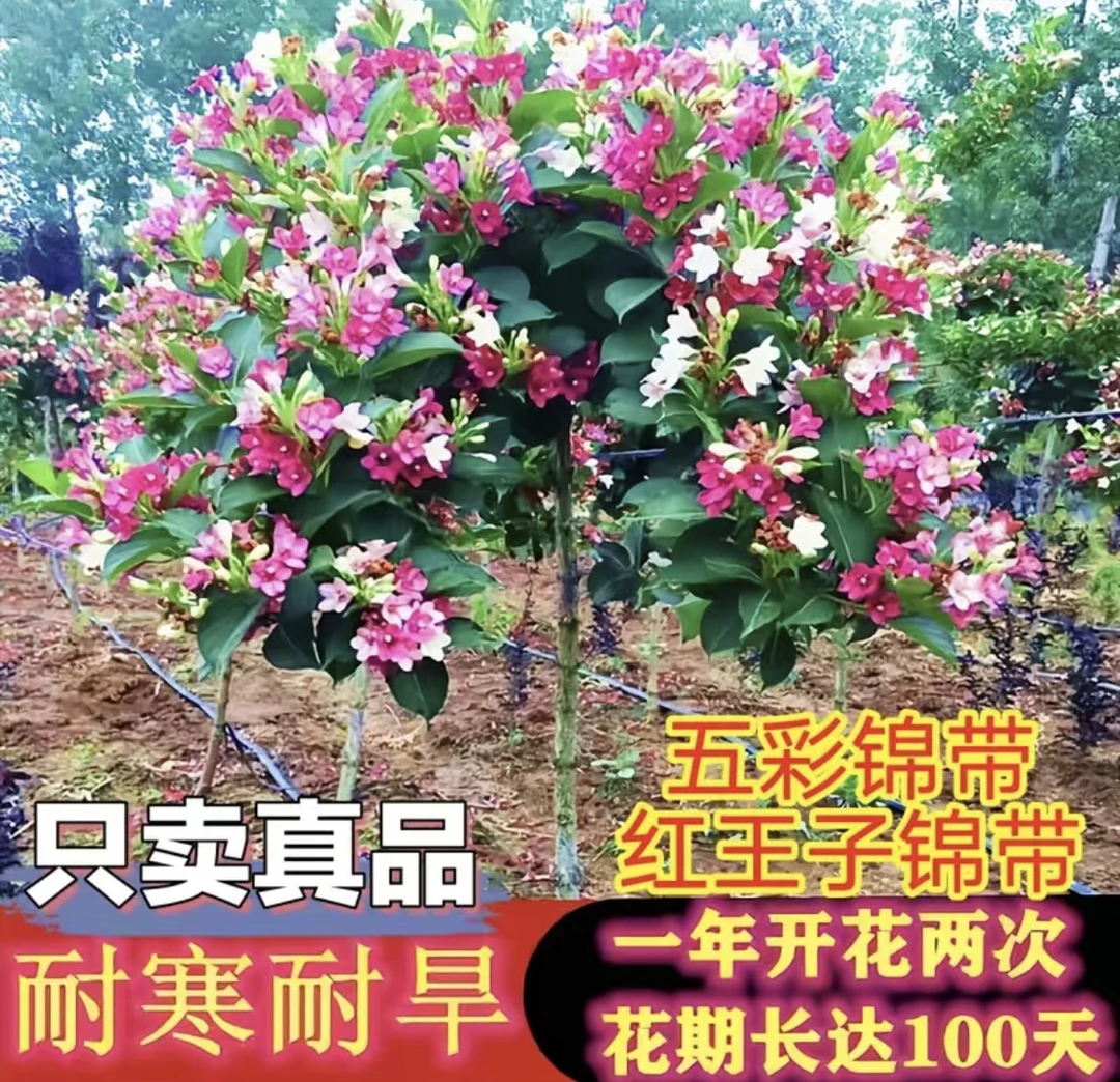五彩锦带树苗盆栽四季开花耐寒耐热室内外地栽红王子植物花叶锦带