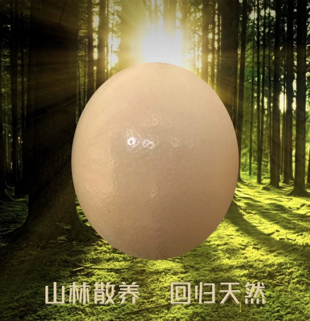 新鲜驼鳥蛋特大2.7斤～3.2斤厂家直销现捡现卖送端午节礼品盒