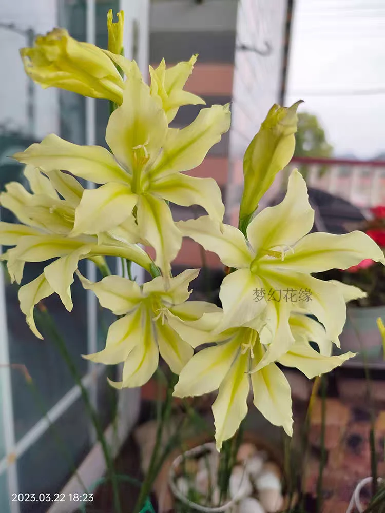 原生剑兰种球3球装发货