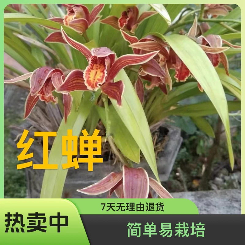 两个包邮（带芽老芦头）红嘴 碧玉素 大黄素 红蝉 青蝉人工种植