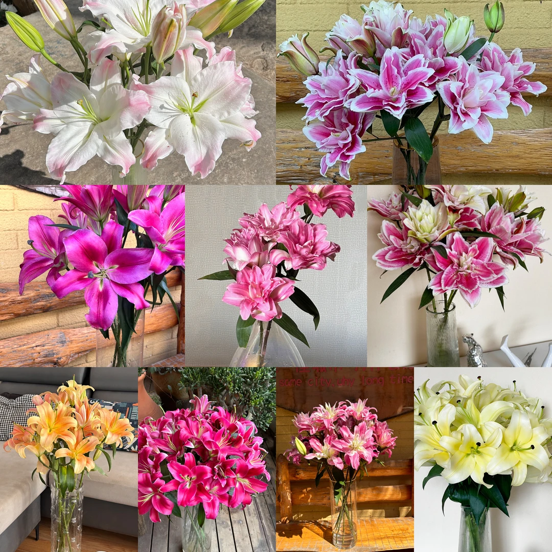 (福利)百合种球荷兰进口种球1颗