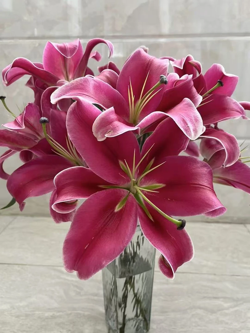 （中国红）单瓣香水百合鲜切花（五度以下拍保温棉 不拍不售后）