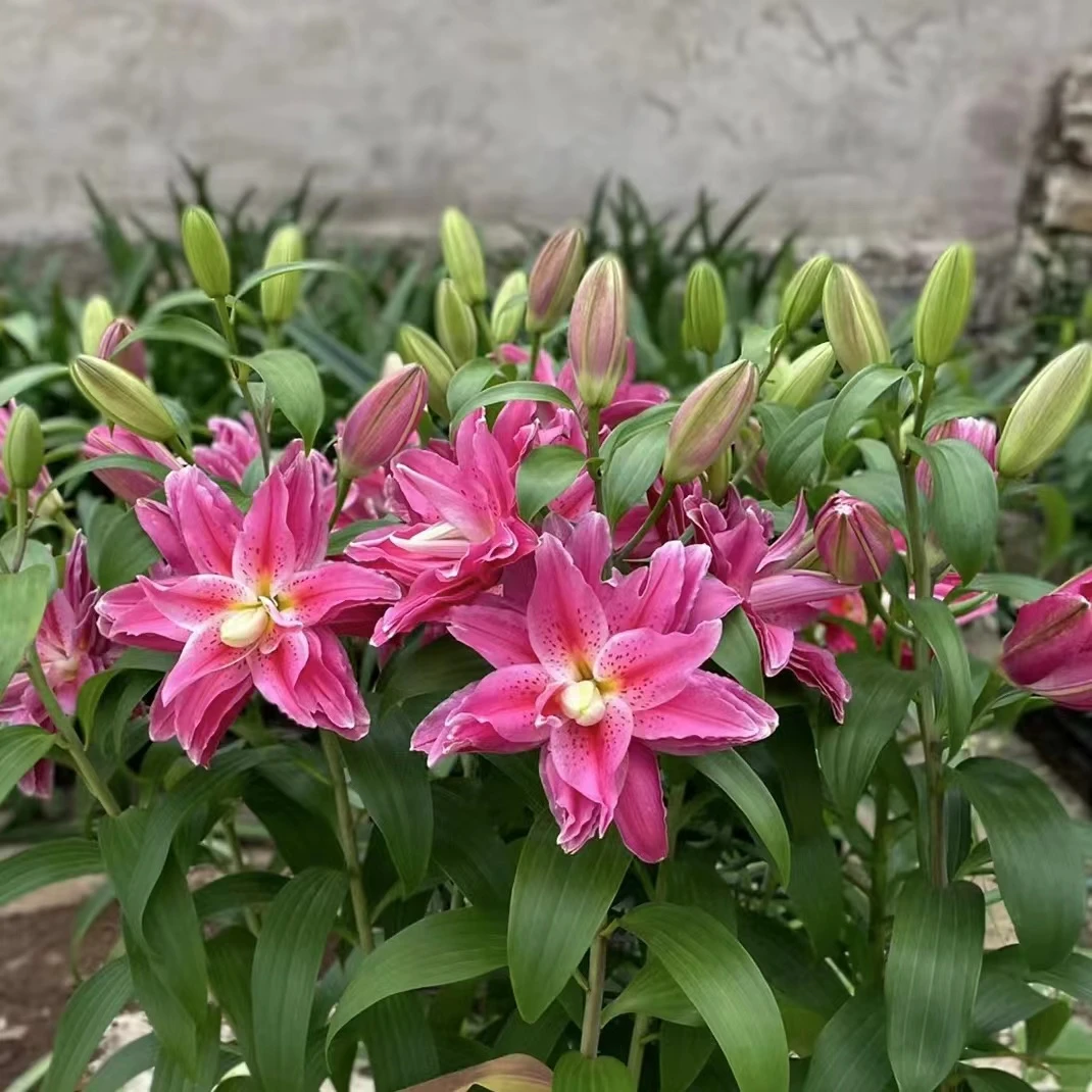 1颗茱莉娅红美人重瓣香水百合种球荷兰进口