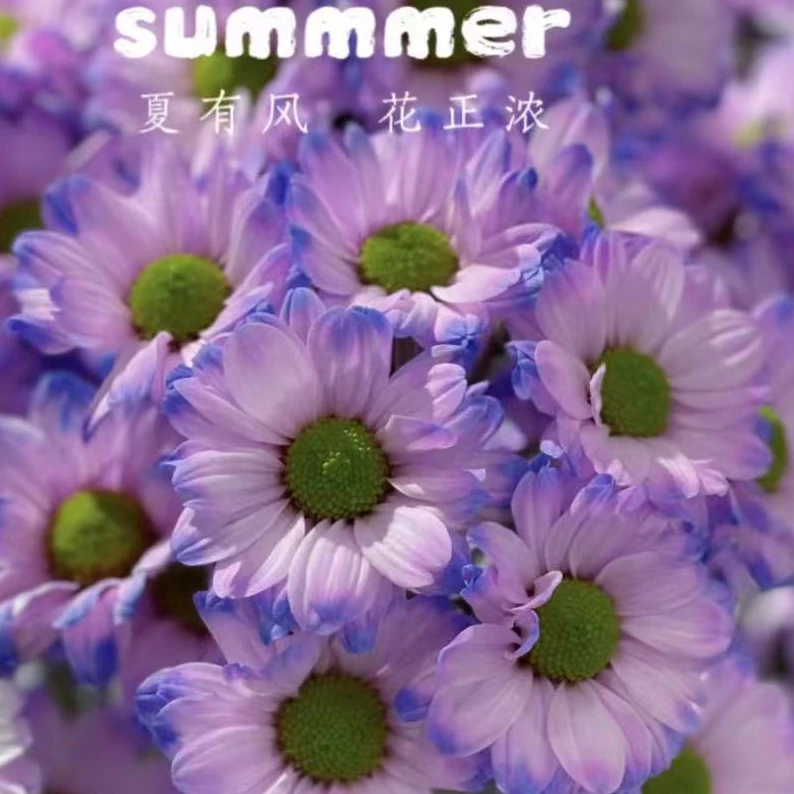 【稀有小菊】吸色 青花瓷  极光小菊 花期超长 云南基地直发鲜花