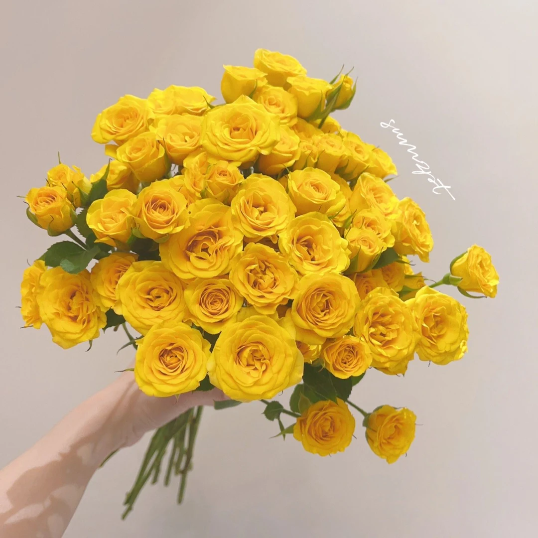 梦幻芭比多头玫瑰·BC级 | 云南鲜花基地直发需要醒花修剪后更美观