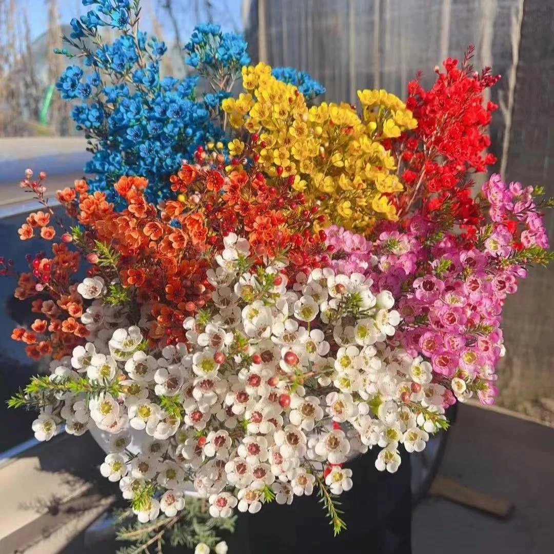 平头腊梅·可选色 吸色 || 云南鲜花基地直发中通包邮收到醒花修剪