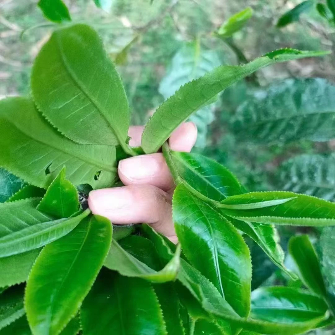 临时链接：茶树花100g/袋【普洱茶通用链接】