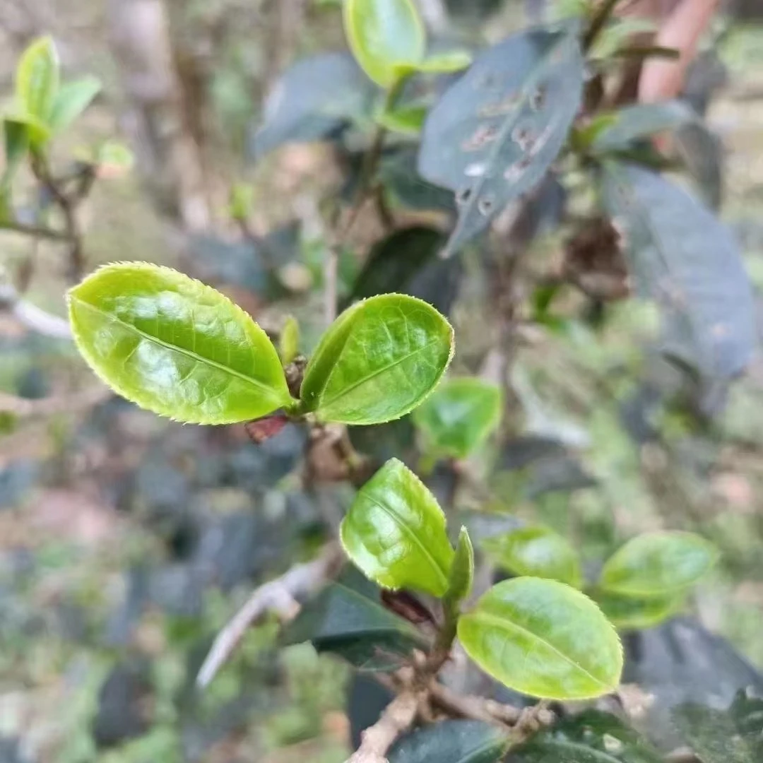 猫耳朵单株古树头春生茶50g散