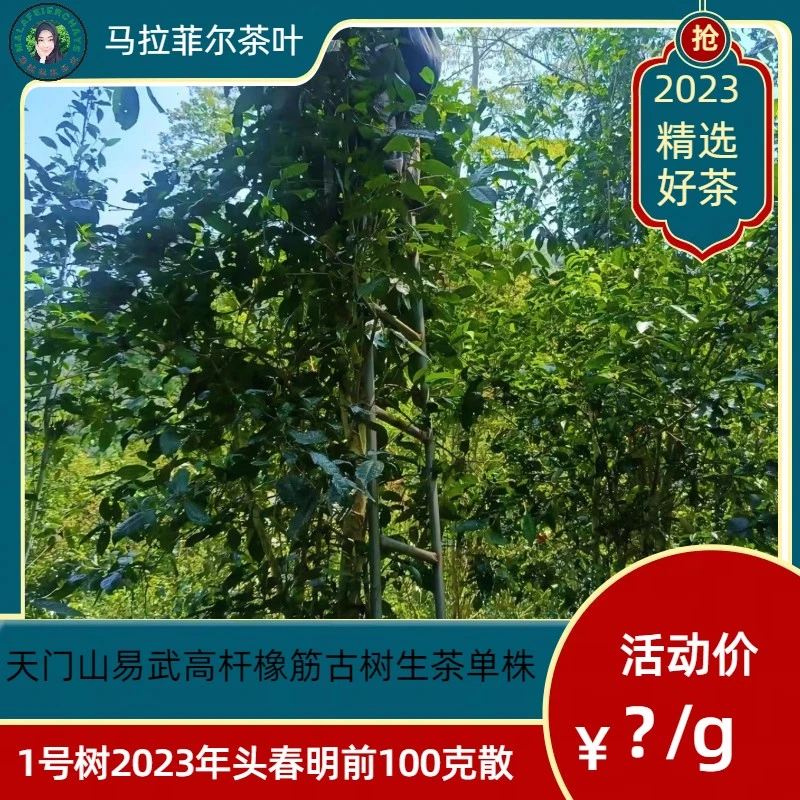 天门山易武高杆橡筋古树生茶单株1号树2023年头春明前50克散