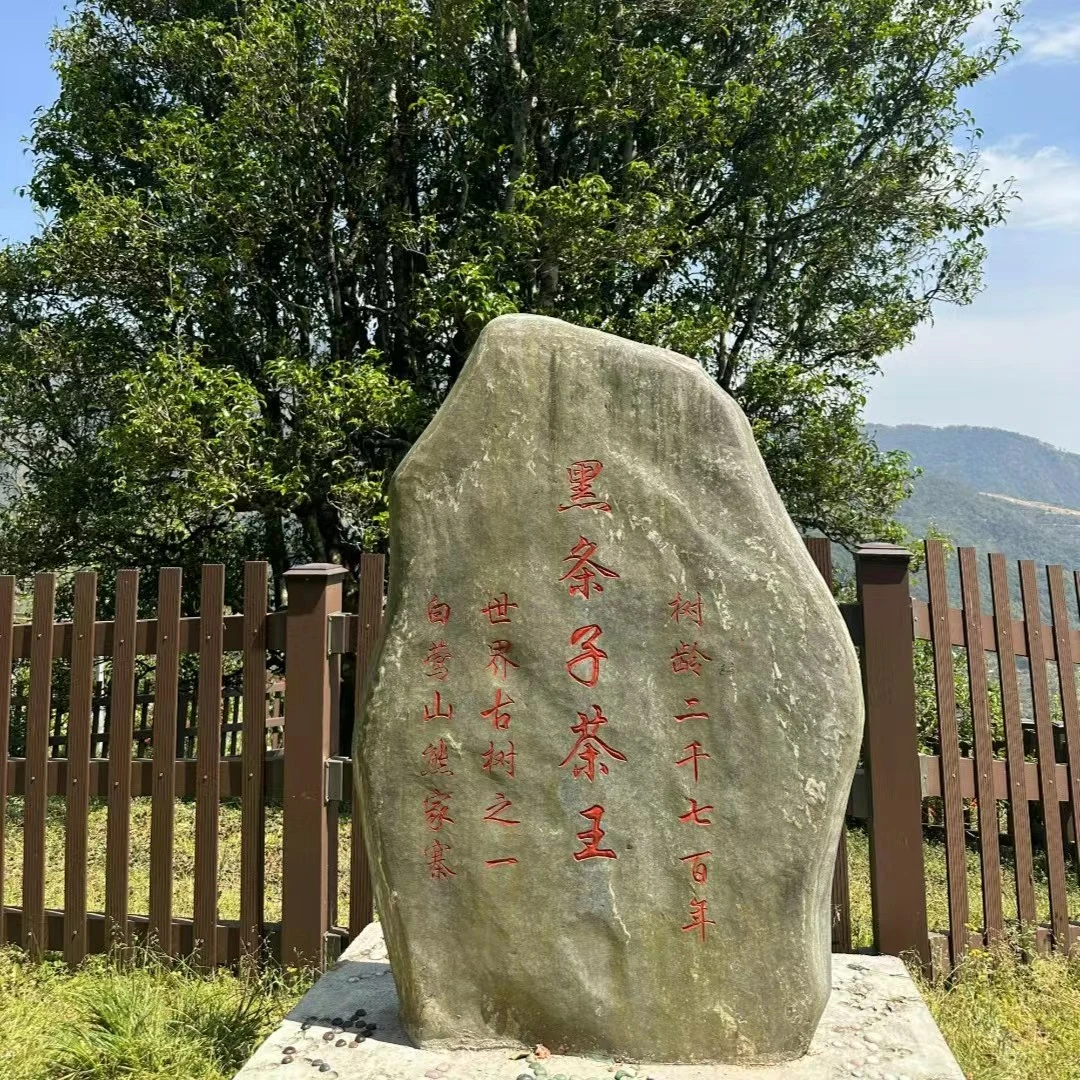 黑条子2500单株树头春100g克散茶