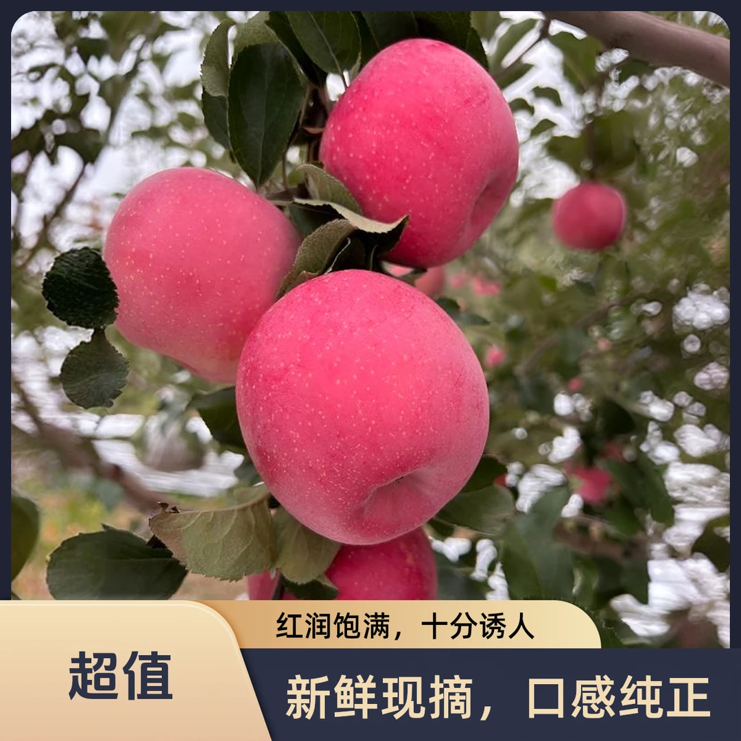 甘肃庄浪红富士苹果果香浓郁营养多汁果园直发