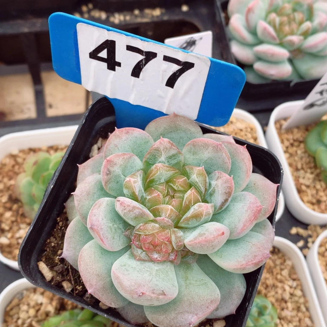 【闪购商品】阿***妮七仙女6cm