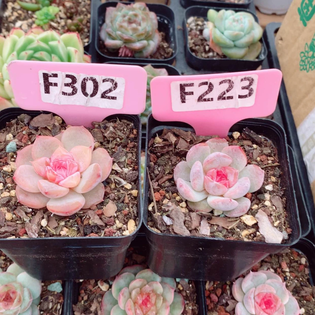 【闪购商品】?两颗糖心4-5cm
