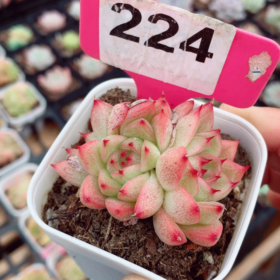 【闪购商品】麦秆5.5cm