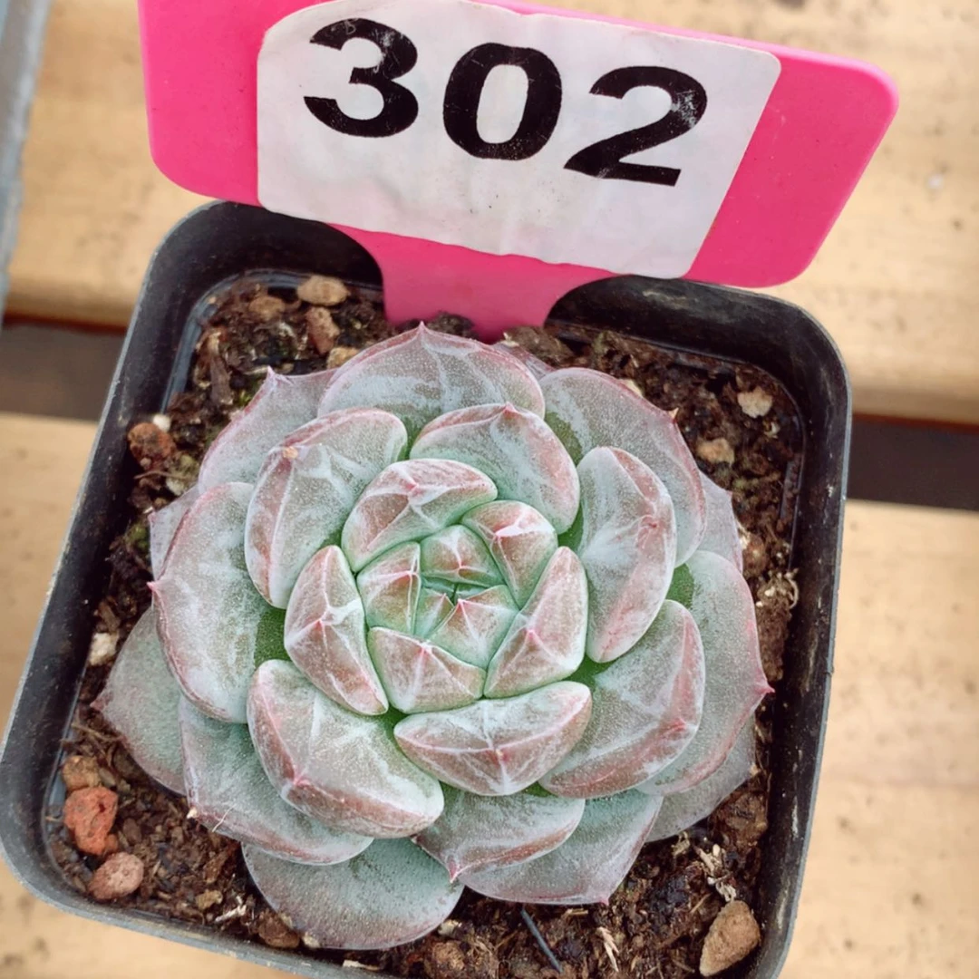 【闪购商品】桃酥6cm