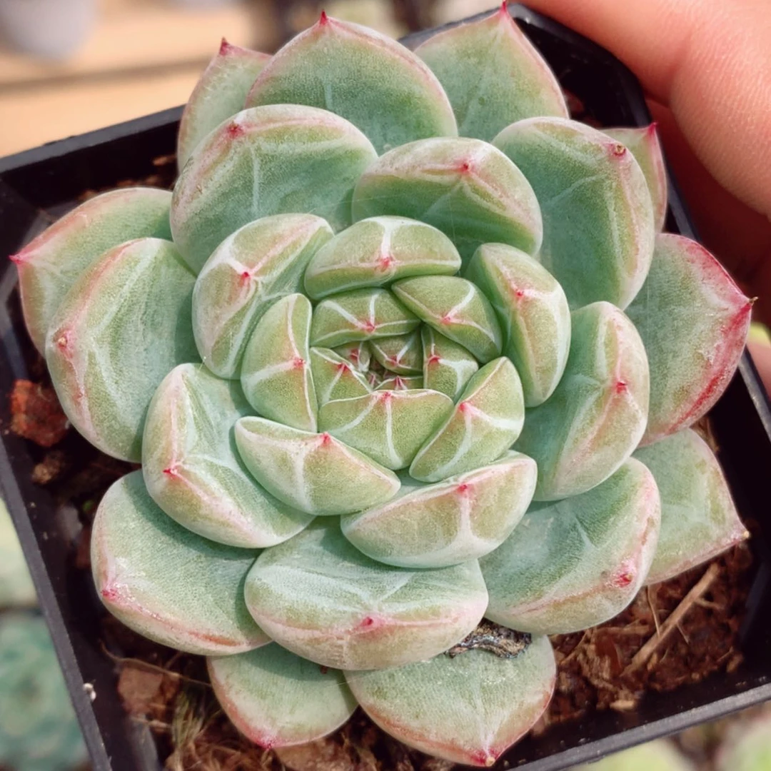 【闪购商品】雪花珍妮6cm
