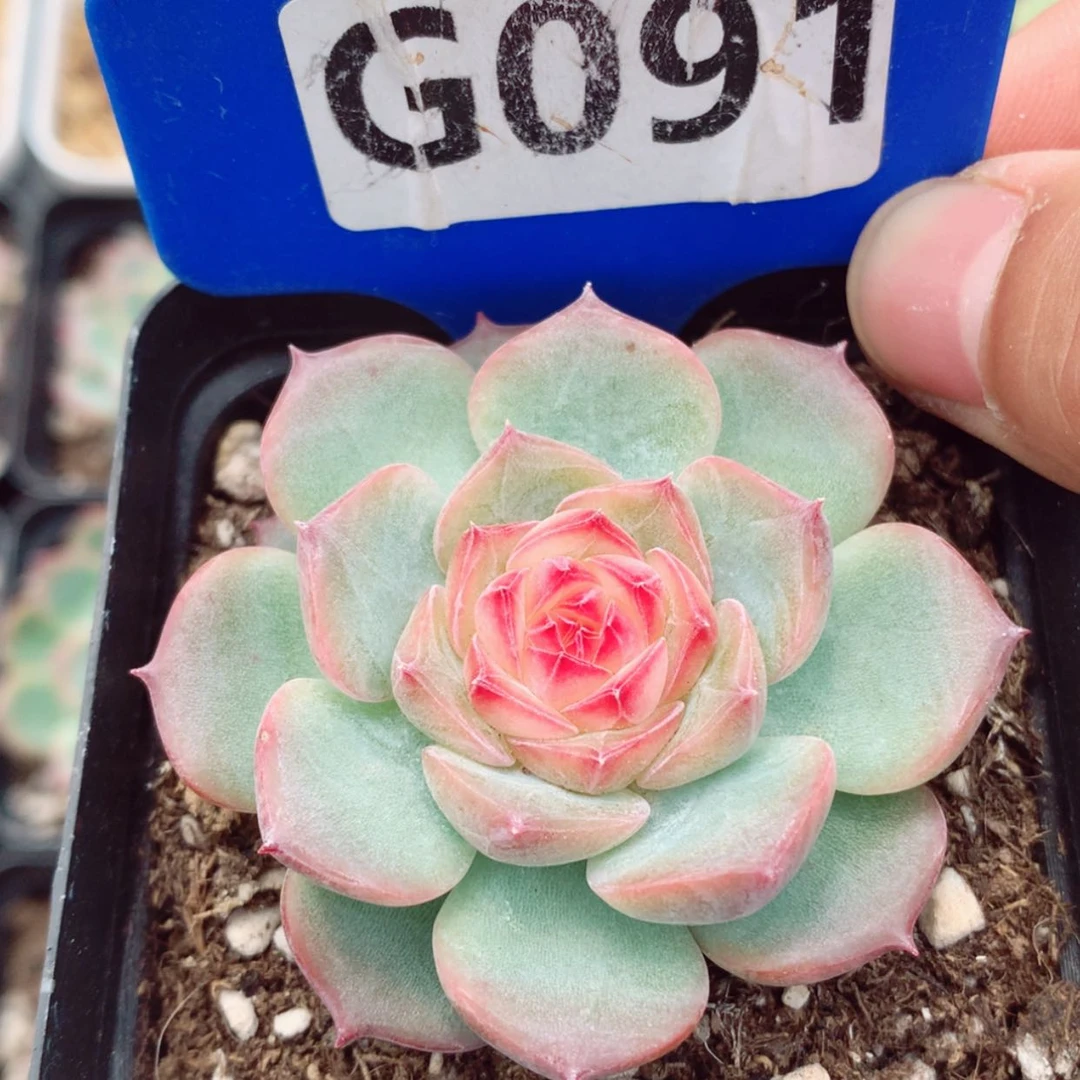 【闪购商品】玉笛5.5cm
