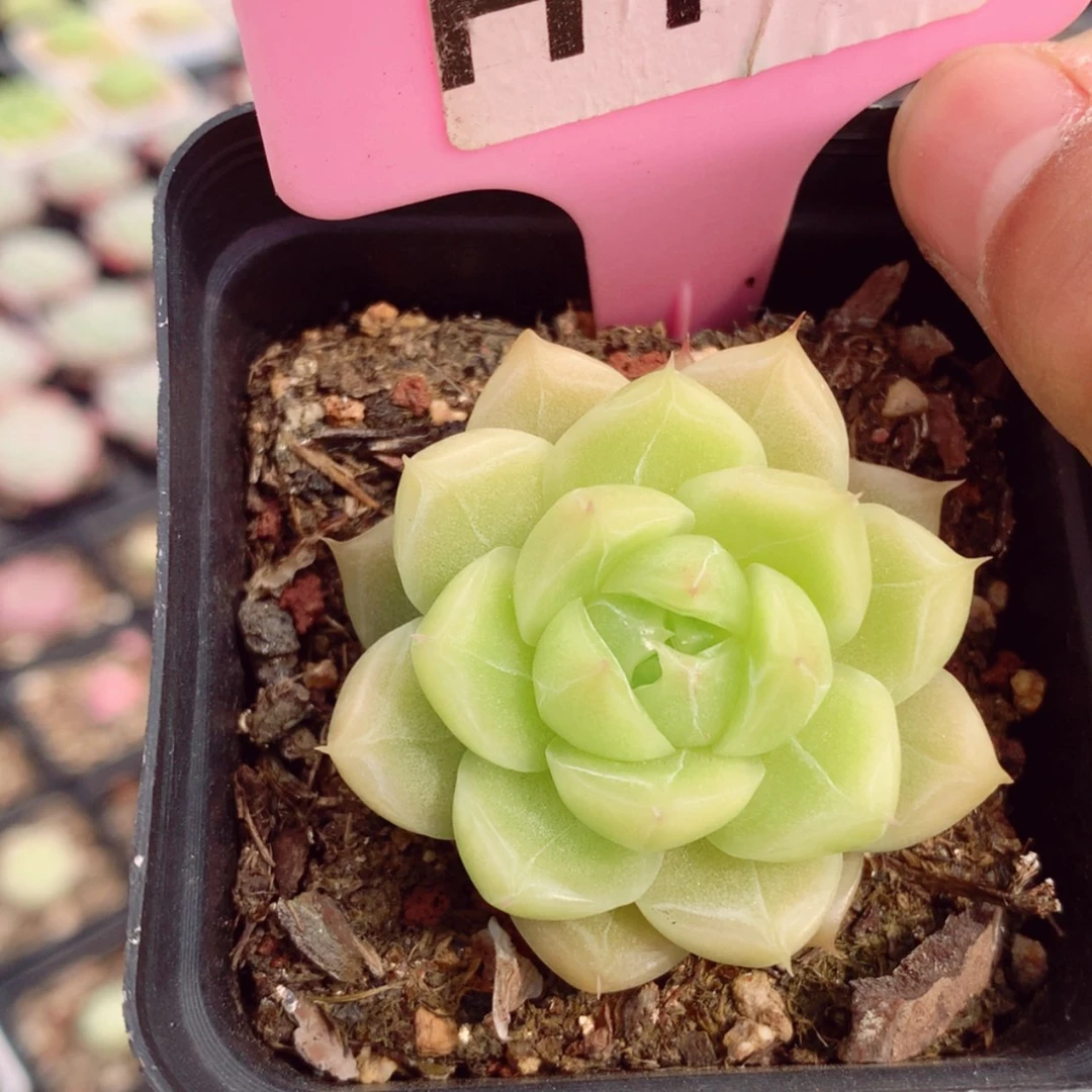 【闪购商品】麦秆4.5cm