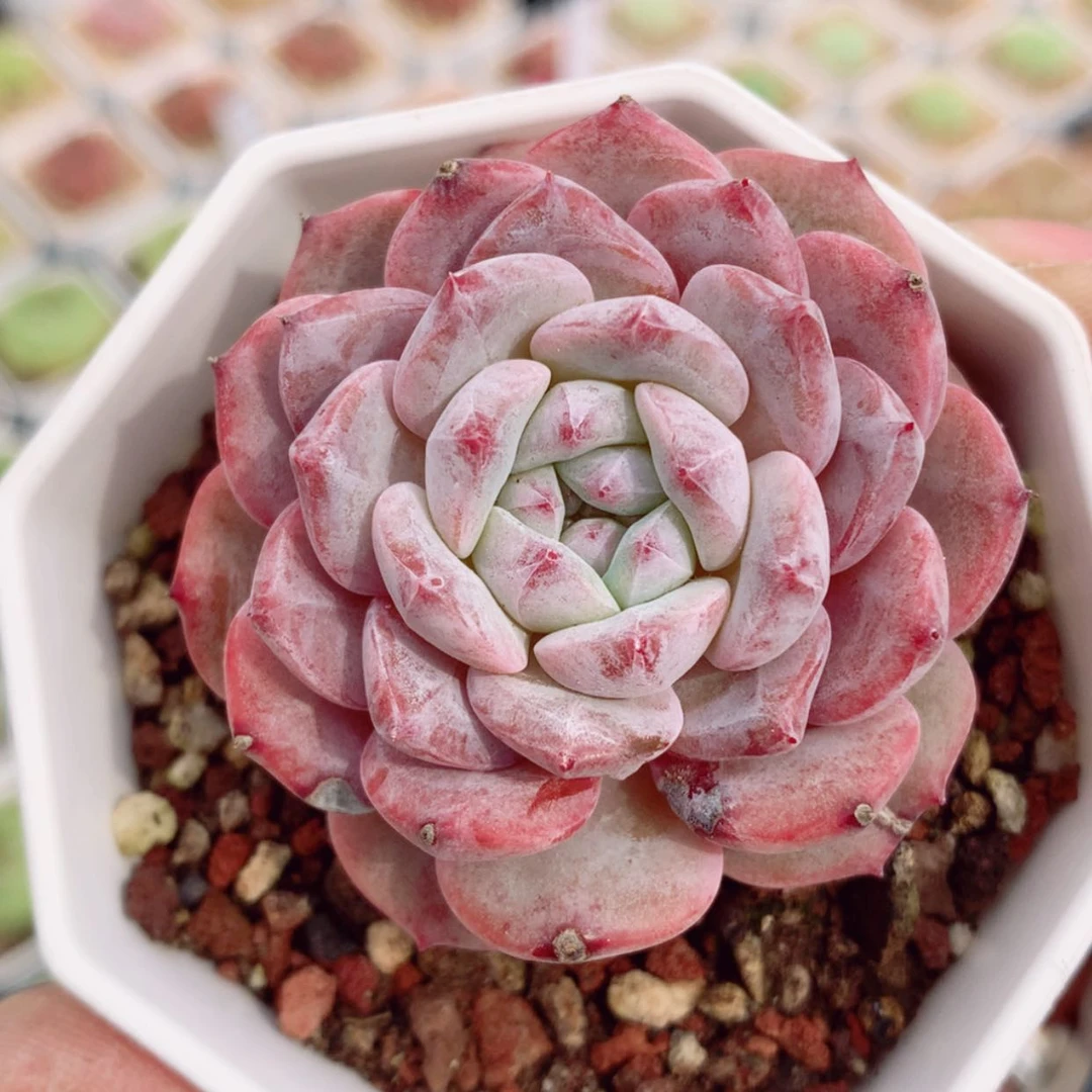 【闪购商品】梦莲5cm