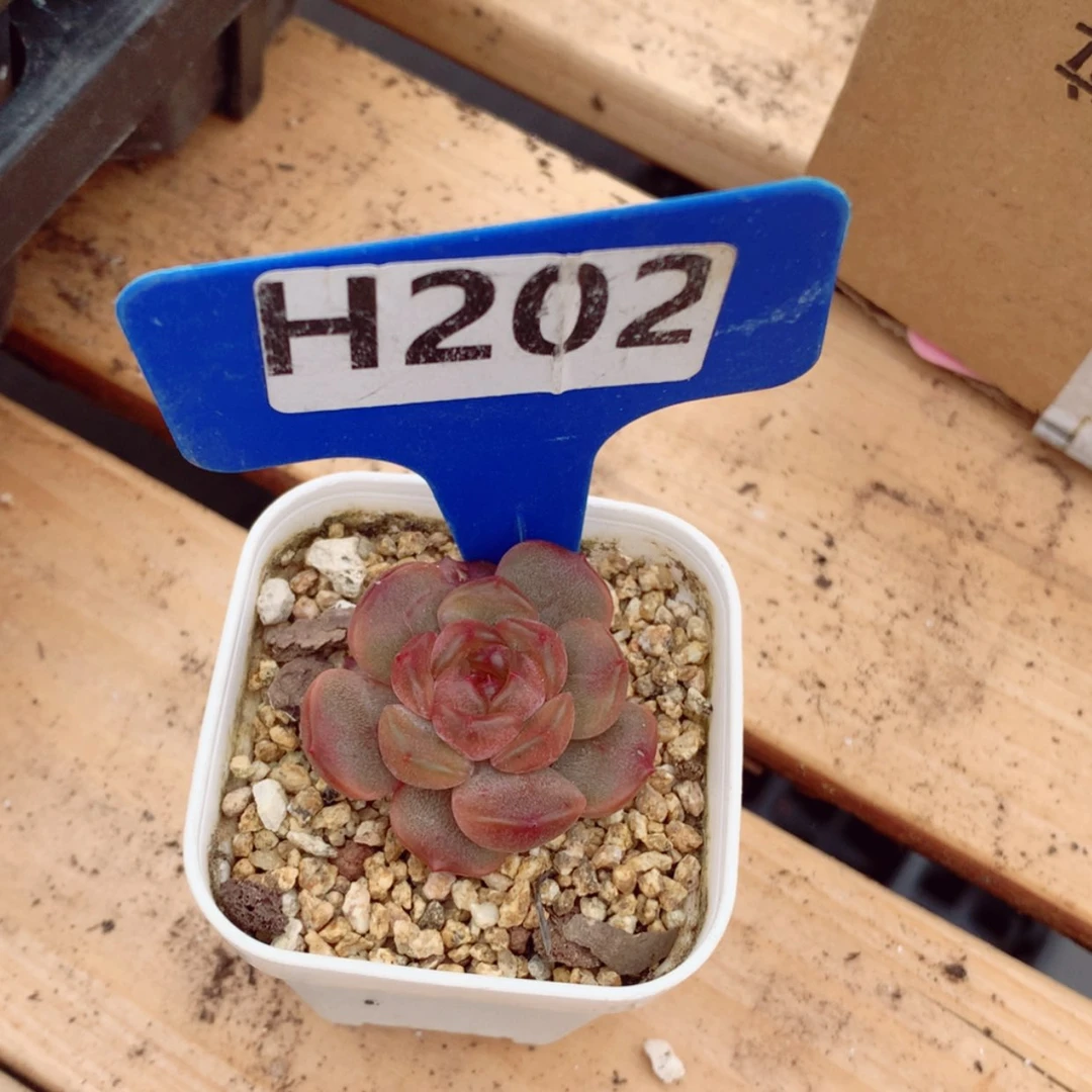 【闪购商品】小*?红色恋人3cm