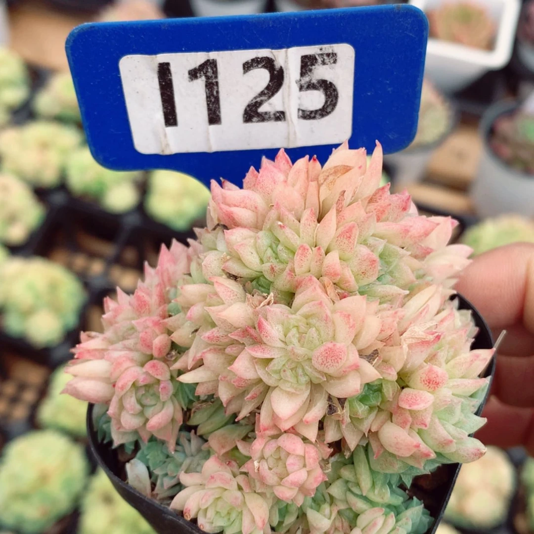 【闪购商品】麦秆6cm不包整群