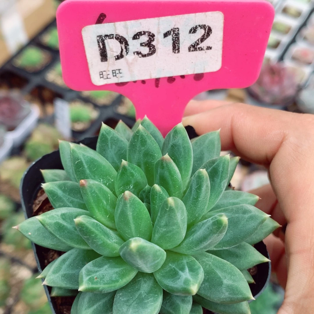 【闪购商品】甲骨文6cm