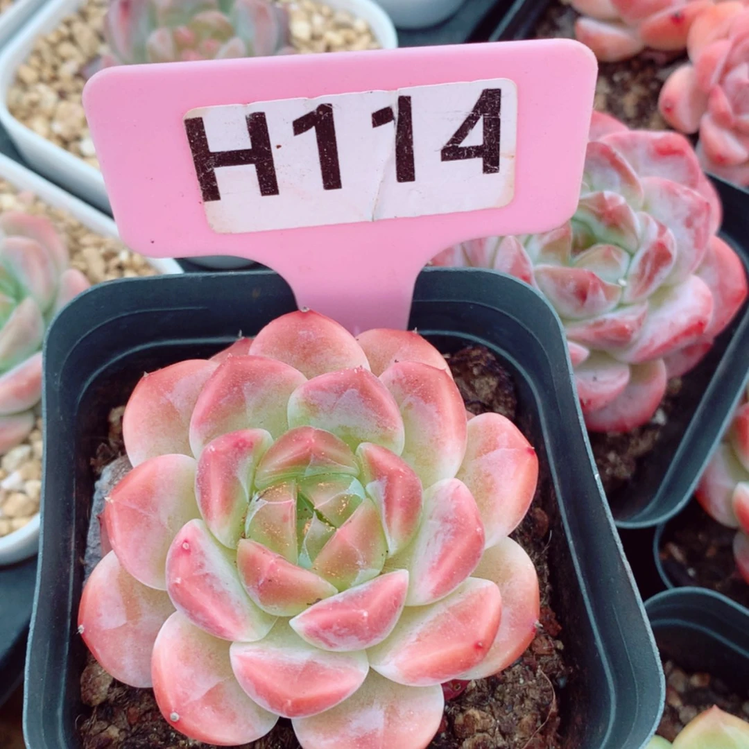 【闪购商品】小*?胭脂冰魄5.5cm