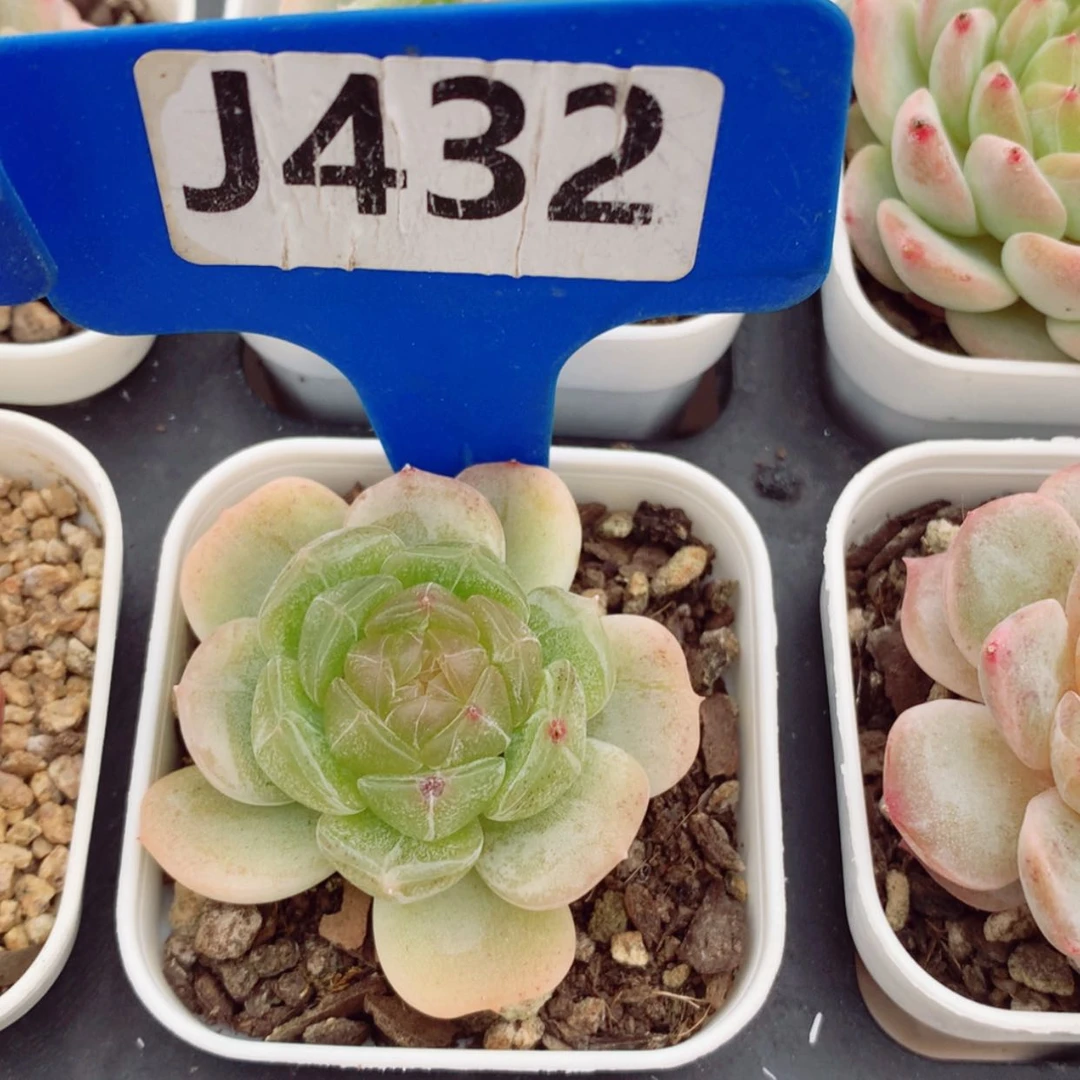 【闪购商品】小*?白色恋人3cm