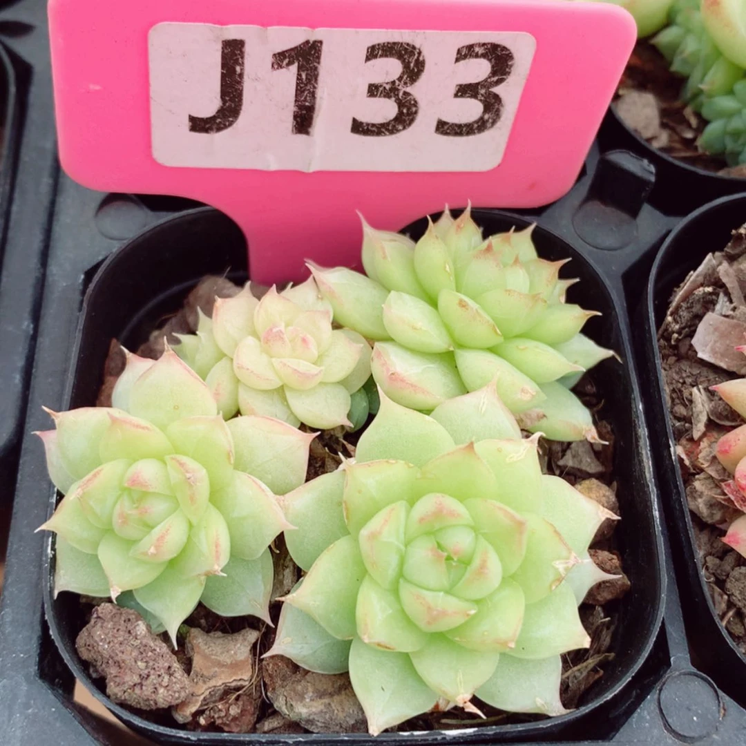 【闪购商品】麦秆6cm不包整群