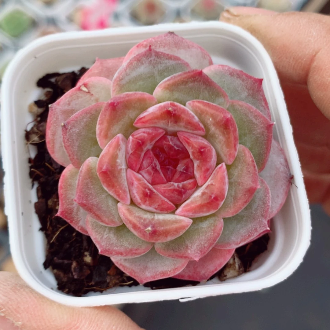 【闪购商品】小糖果4.5cm