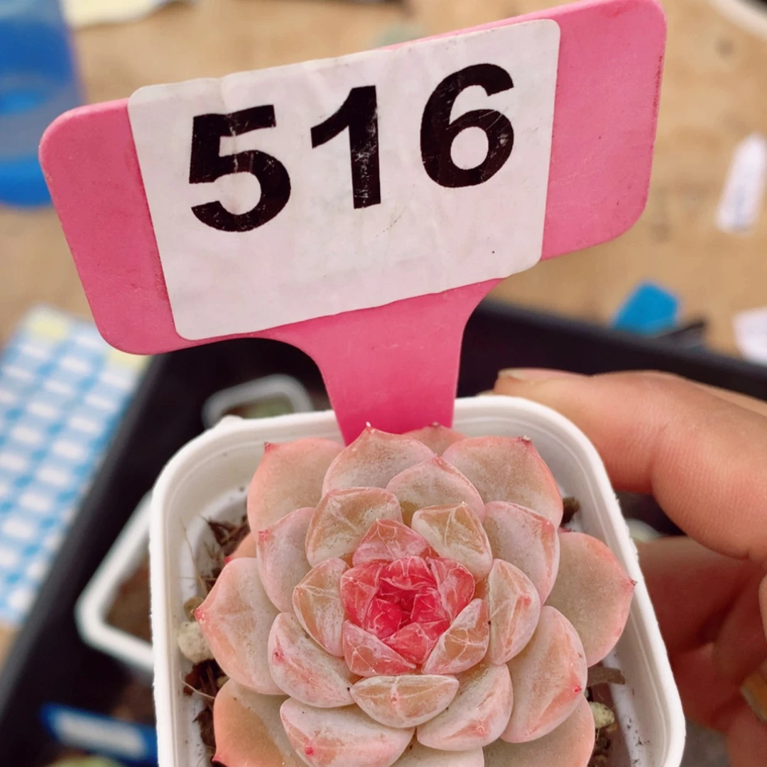 【闪购商品】小糖果4.5cm