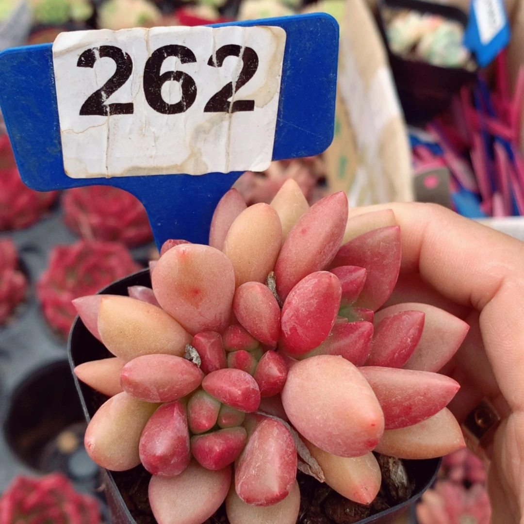 【闪购商品】桃花源6cm