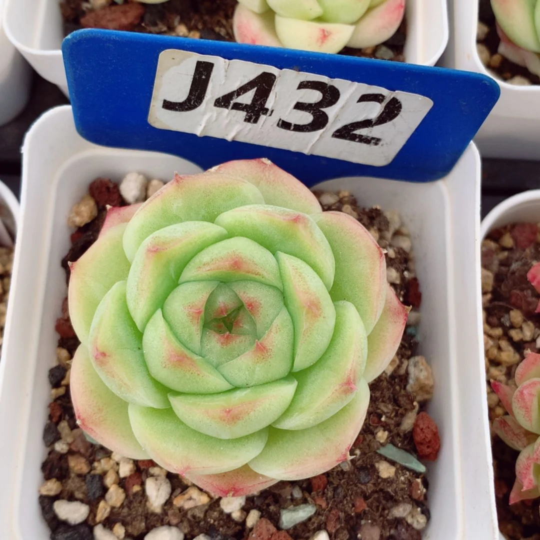 【闪购商品】果米苏5cm