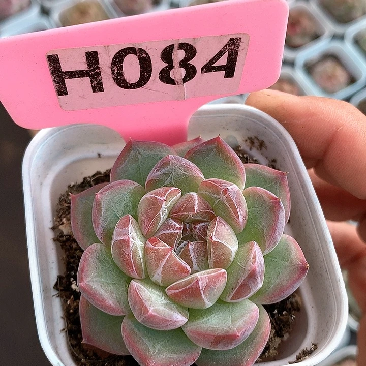 冬雪珍妮5cm多肉植物