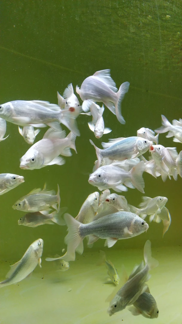 普身蝴蝶鲤 饲料 小苗