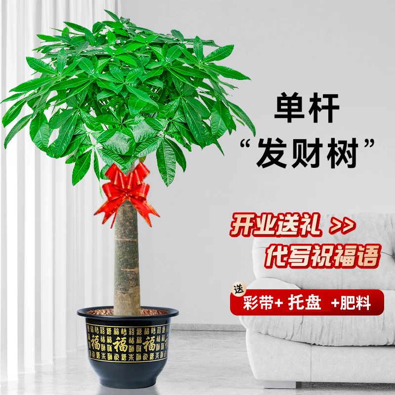 生长大棵客厅大盆栽大型绿植室内办公室盆景吸甲醛乔迁开业植物