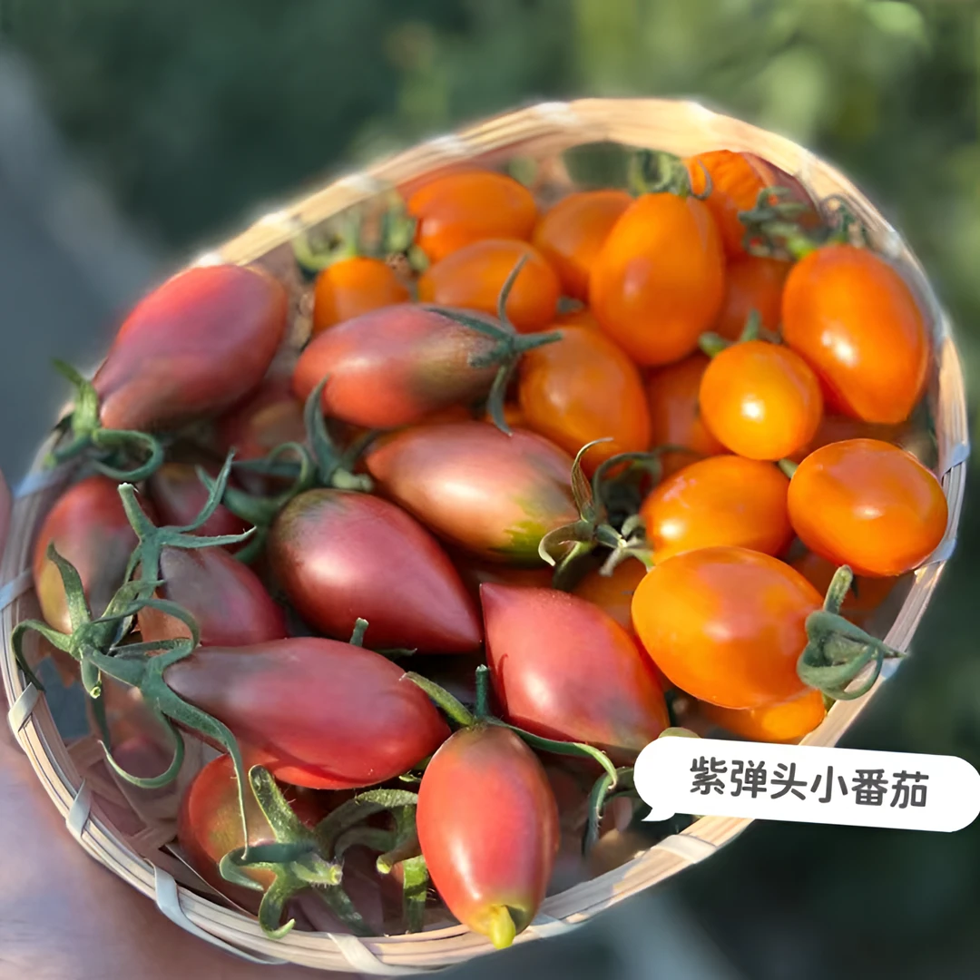 露天种植紫弹头小番茄西红柿纯天然自然熟圣女果青柿子铁皮西红柿