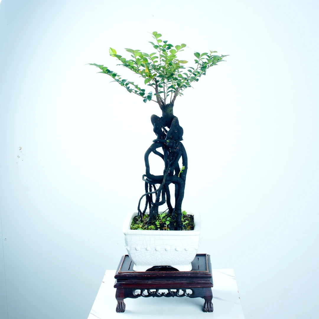 根艺黑骨茶盆景正宗广东小叶紫檀办公室盆栽茶台绿植摆件编号5005
