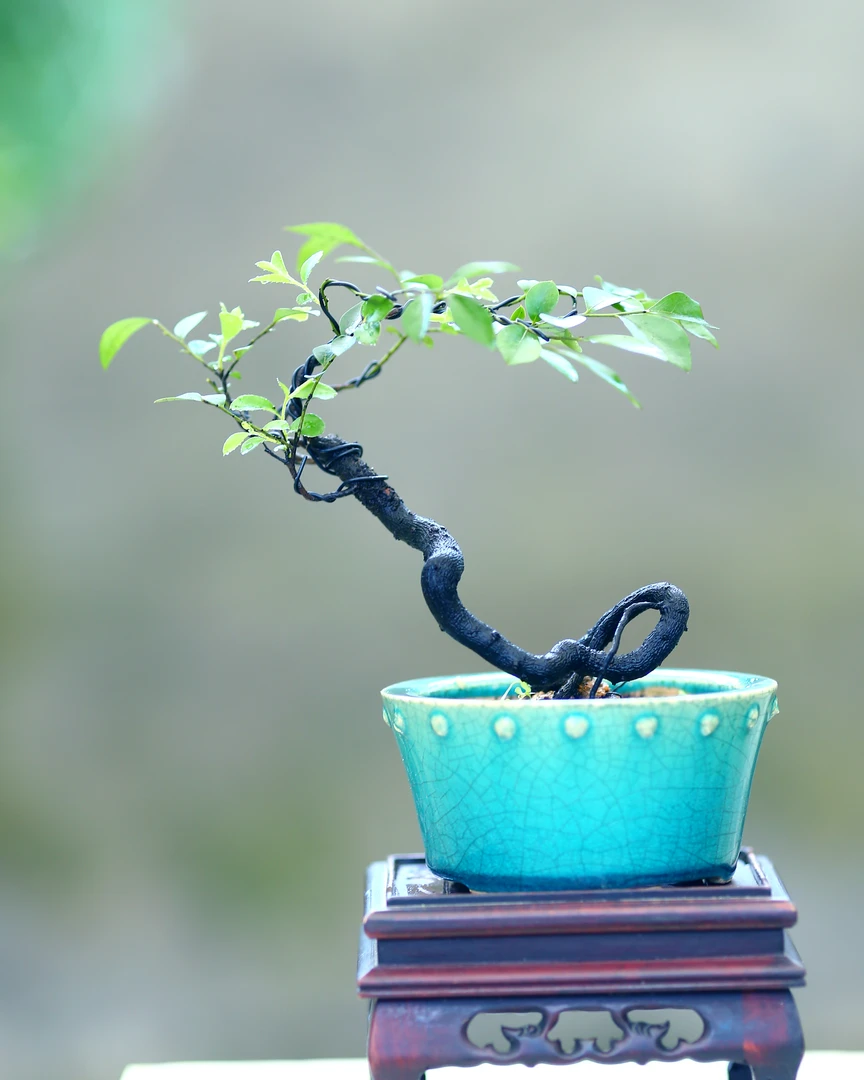 根艺黑骨茶盆景正宗广东小叶紫檀办公室盆栽茶台绿植摆件编号1006