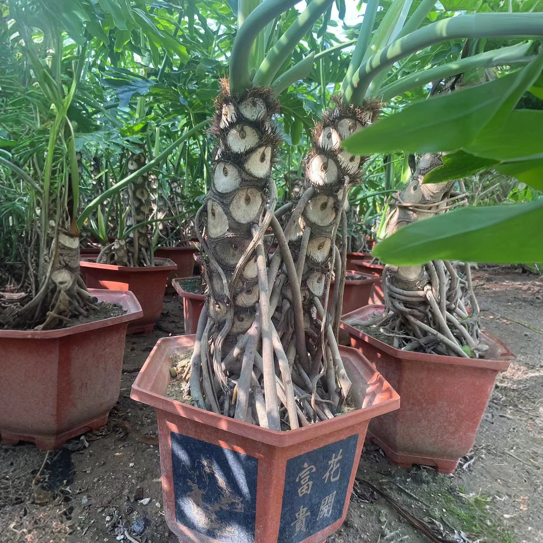 龙鳞大老桩绿植，四季常青，一物一拍龙鳞春羽室内盆景