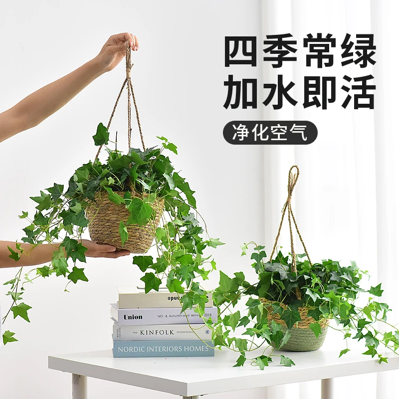 常春藤吊篮盆栽室内净化空气藤编花篮装饰四季常青爬藤绿植物桌面