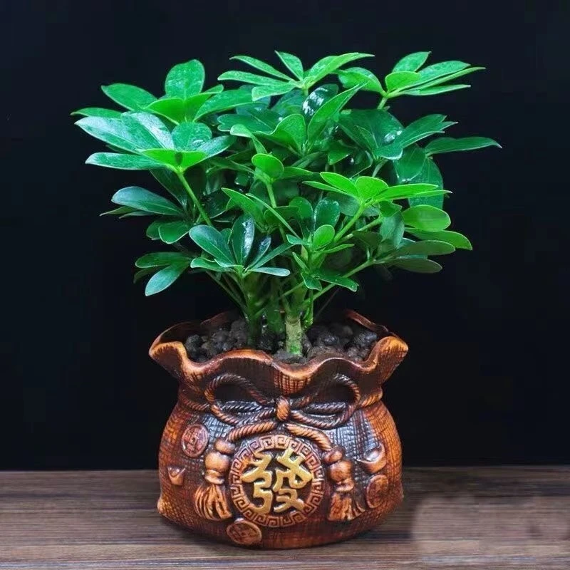 绿植盆栽室内桌面鸭脚木盆栽七叶莲客厅阳台发财树吸甲醛植物春季
