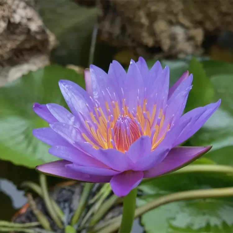 睡莲带花苞发货水培植物莲花睡莲花室外庭院自然水缸水池花卉