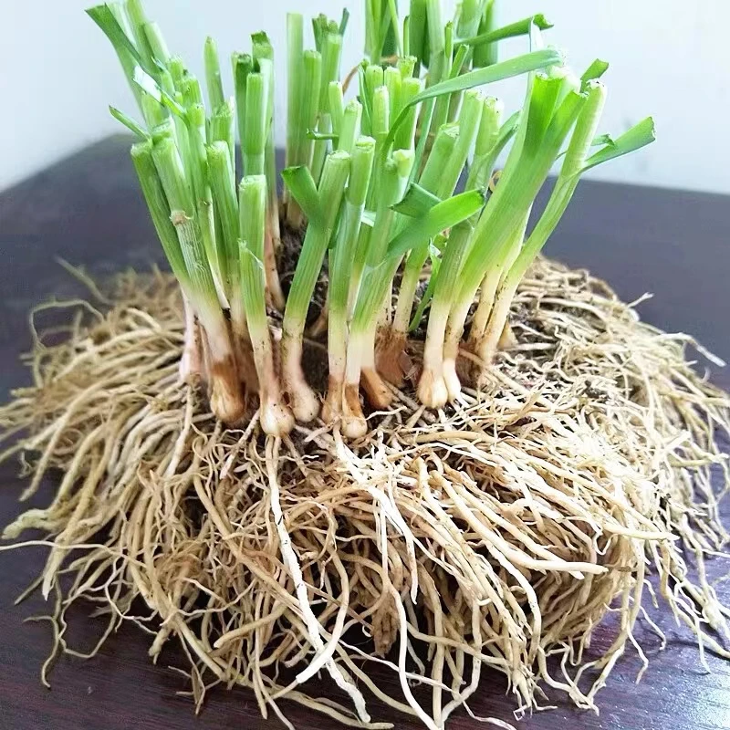 韭菜根苗包邮现挖多年宿根四季阳台种植盆栽庭院花园农厂