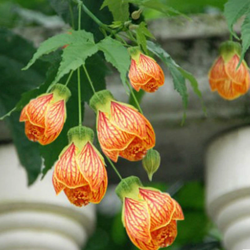 木本灯笼花苗 风铃扶桑花,纹瓣悬铃花 金铃花盆栽苗 倒挂金钟花苗