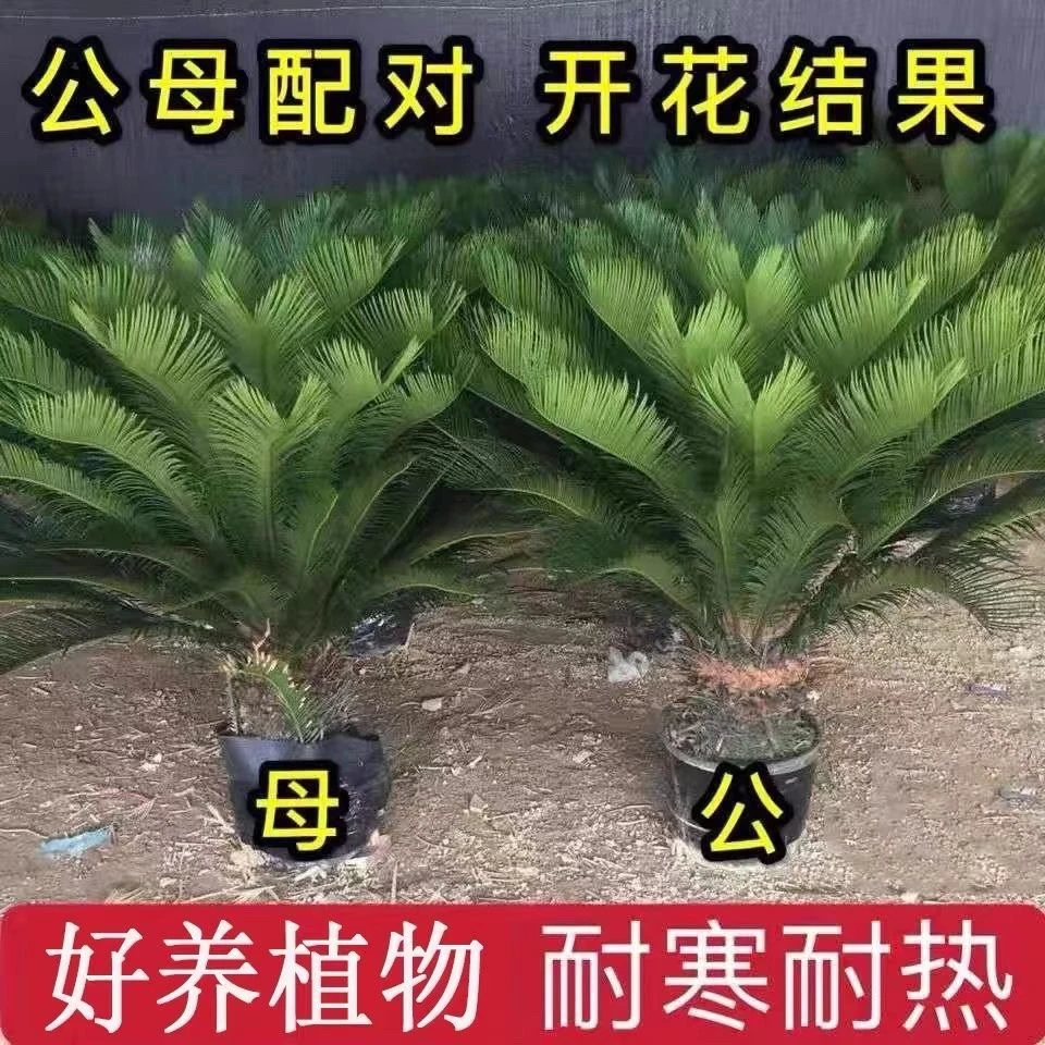 铁树盆苗盆景室内外观赏庭院四季常青开花办公室大型绿植常绿耐寒
