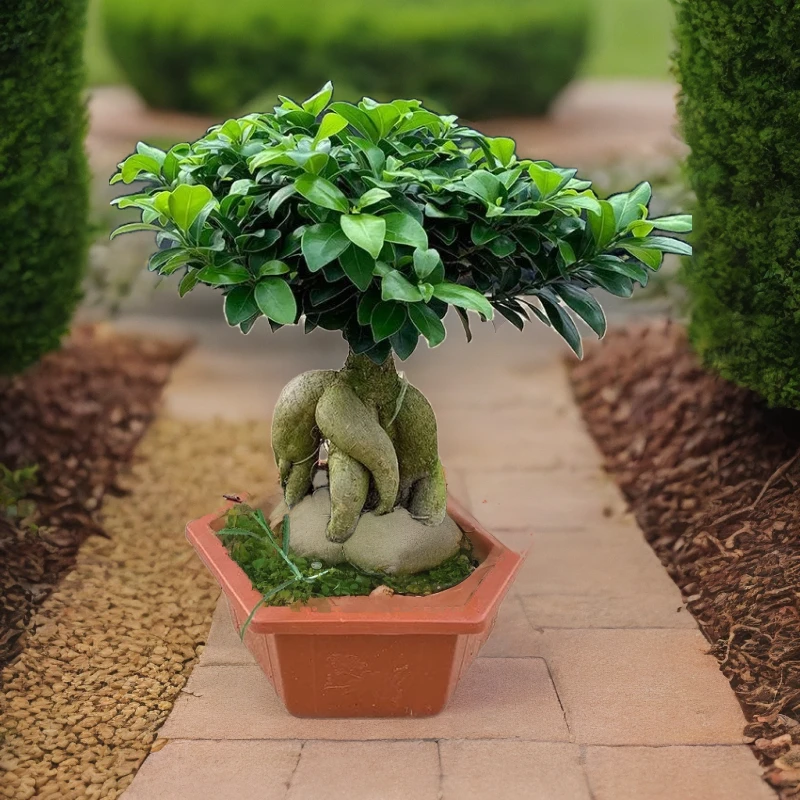 金钱榕树绿植盆栽人参榕树盆景四季常青榕树造型禅意盆栽绿常绿