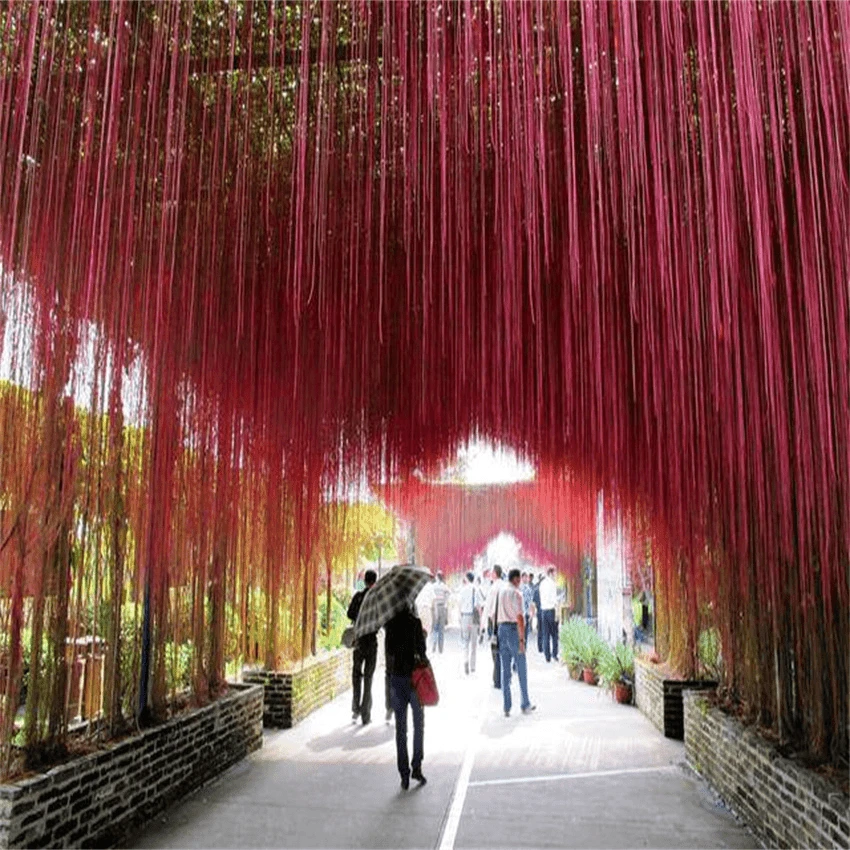 一帘幽梦锦屏藤 富贵帘 攀援爬藤植物庭院盆栽锦屏藤 蔓地榕 珠帘