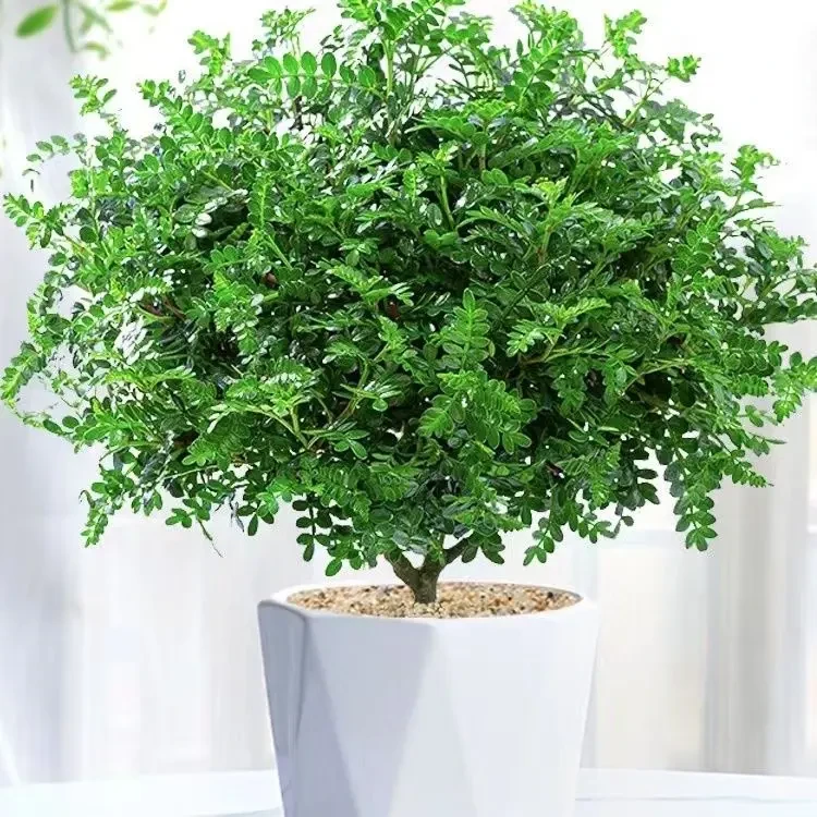 清香木盆栽驱蚊虫净化空气除甲醛花卉绿植胡椒木庭院阳台植物老桩