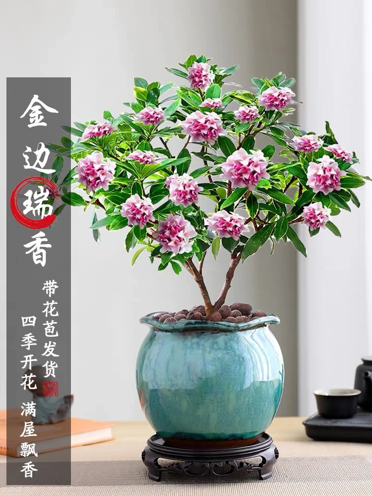 大盆金边瑞香盆栽绿植室内花卉植物四季开花带花苞浓香景德镇陶瓷